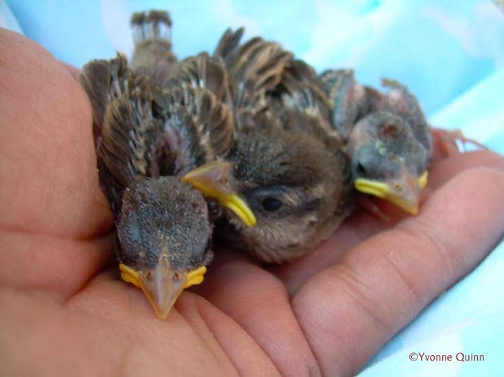 Newborn Baby Birds Australia Newborn Baby