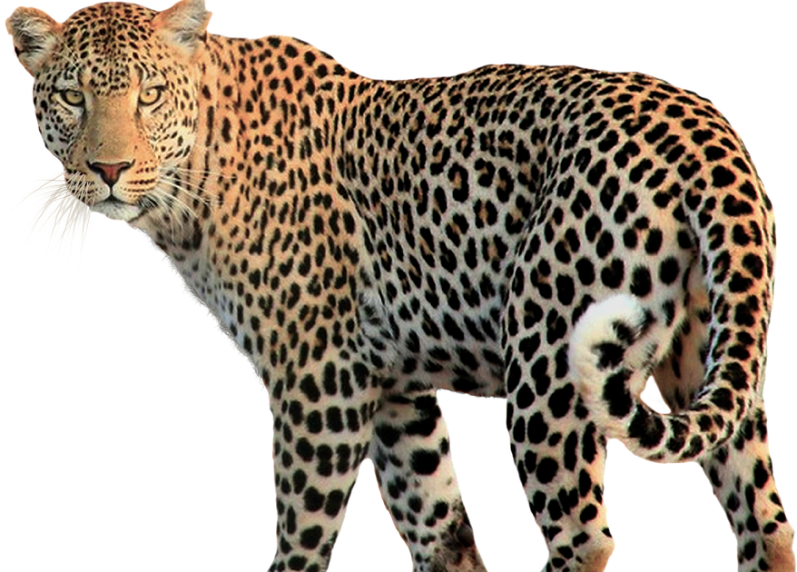 Koleksi Terpopuler 51 Gambar Kartun Lucu Jaguar 