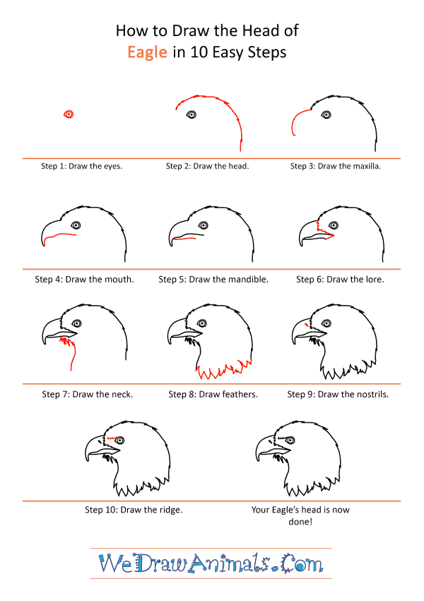 Eagle Drawing Step By Step Easy - dimecorazonteestoyescuchando