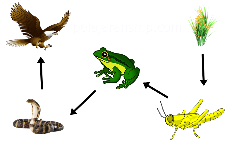 Gambar Rantai Makanan - IPA