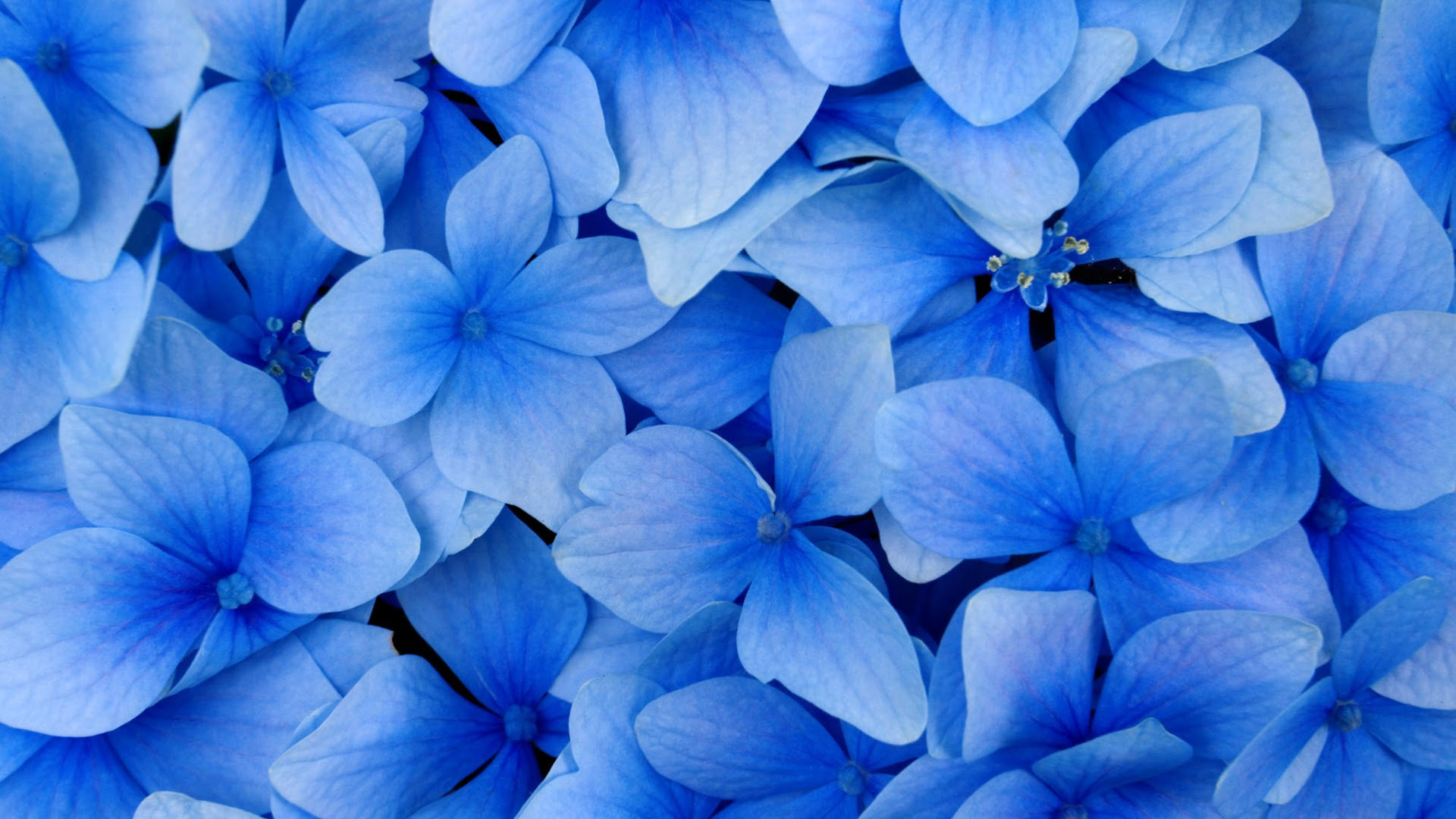 これまでで最高の紫陽花 写真 壁紙 最高の花の画像