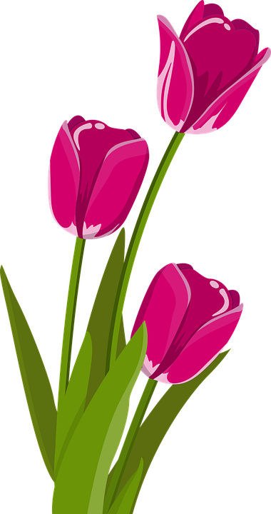 17+ Lukisan Bunga Tulip Kartun - Gambar Kitan