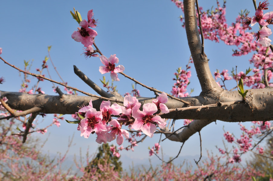 トップ100 すもも 花 言葉 美しい花の画像