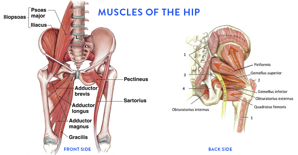 The nose is on the anterior part of the face the spine is on the posterior side of. Simple Hip Stretch Routine Theo Simon