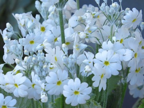すべての美しい花の画像 100 Epic Best白い ゼラニウム