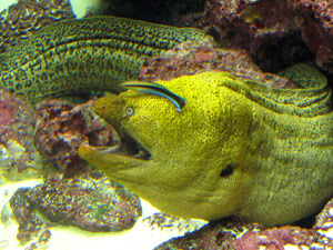 綺麗なウツボ 毒 食べる 魚のすべて