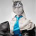 NINE LIVES Watch the Teaser Trailer