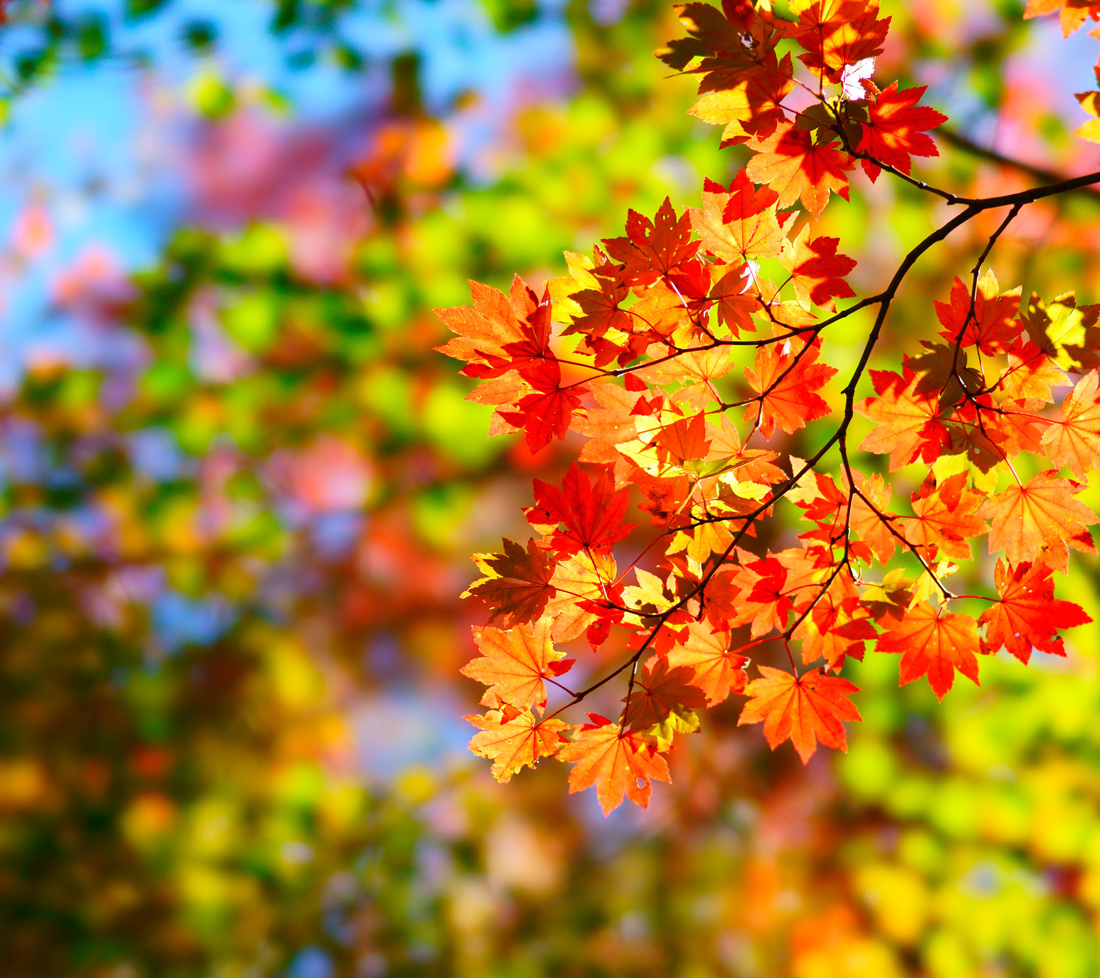 新鮮な紅葉 壁紙 花の画像