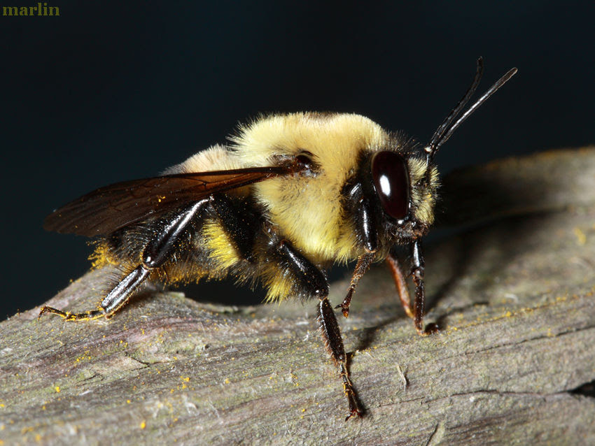 Bumble bees are social insects which live in nests or colonies. Brownbelted Bumble Bee Bombus Griseocollis