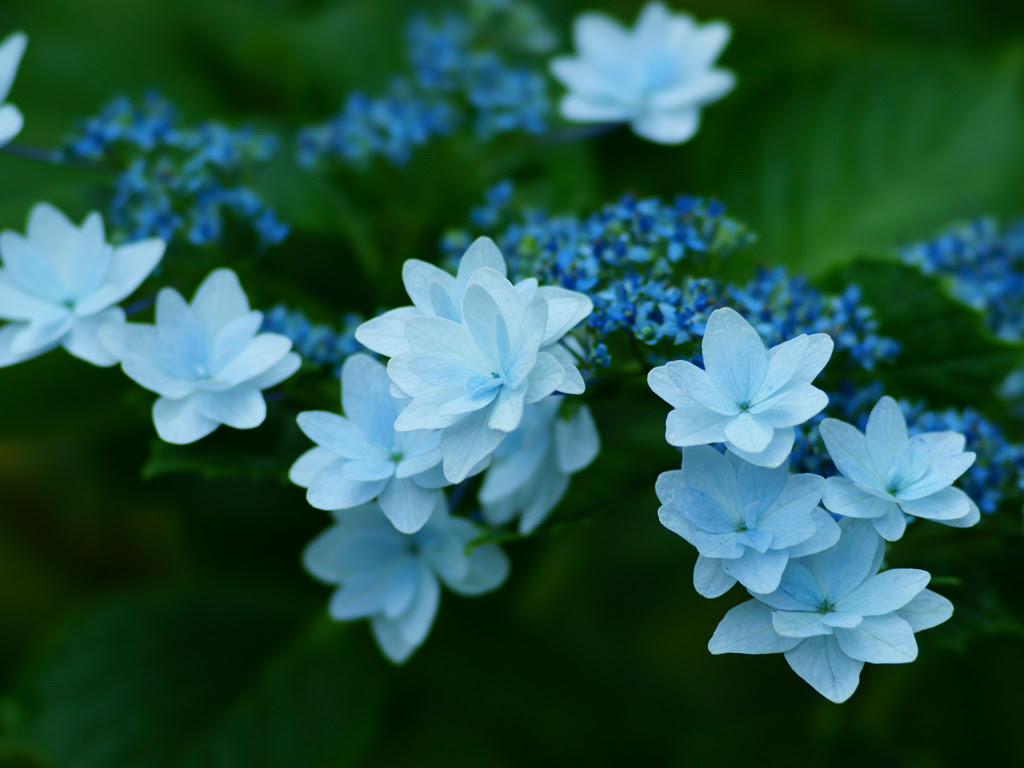 壁紙 紫陽花 画像 無料
