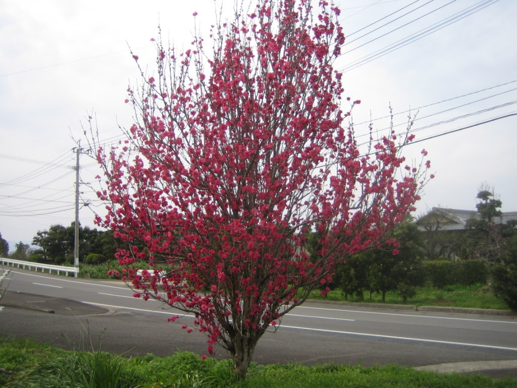 すべての花の画像 上春 赤い花の咲く木