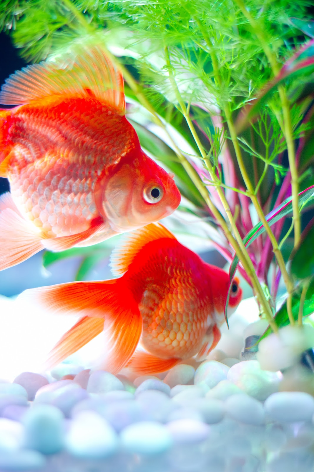 ロイヤリティフリー綺麗 和風 金魚 イラスト ディズニー画像のすべて