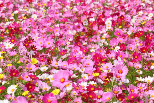 無料ダウンロードコスモス 画像 素材 無料 花の画像