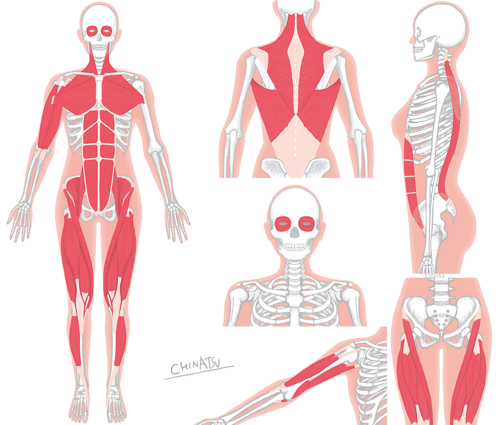 最も欲しかった フリー 骨 筋肉 イラスト 骨 筋肉 イラスト フリー