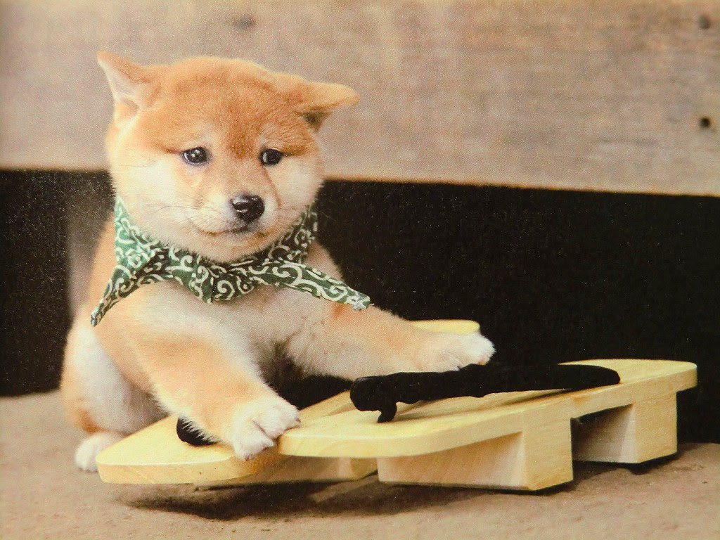 かわいい動物画像 ベスト柴犬 可愛い 壁紙 イラスト