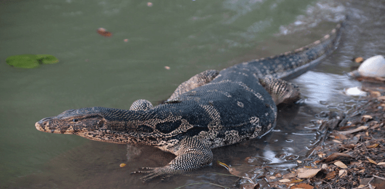 Mengapa Reptil  Sering Disebut Hewan  Melata Coba Sebutkan 