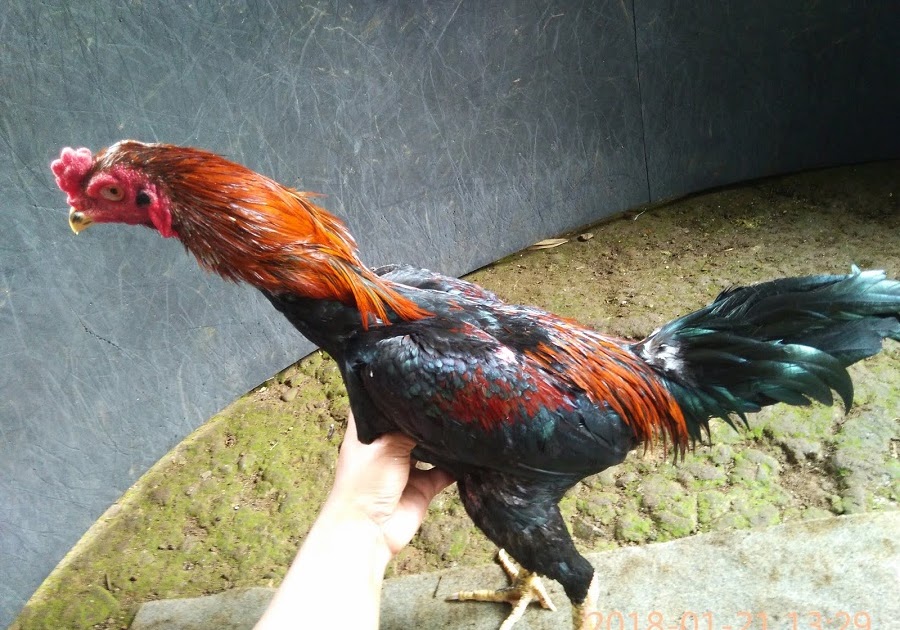  Warna Ayam Pamangon Wido Yang Bagus 8 Warna Ayam Bangkok 