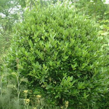 すべての美しい花の画像 最高の月桂樹 育て方 鉢植え