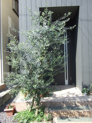 植栽をどうするか 我が家は軽い目隠しとしての樹種を選定 シラカシ ちばいえ
