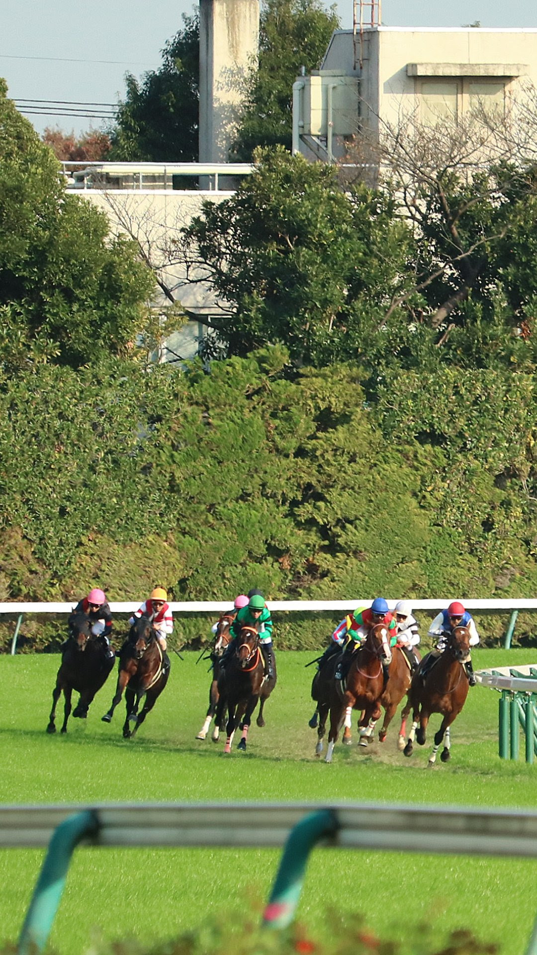 すべての美しい花の画像 ベスト50 競馬 壁紙 Pc