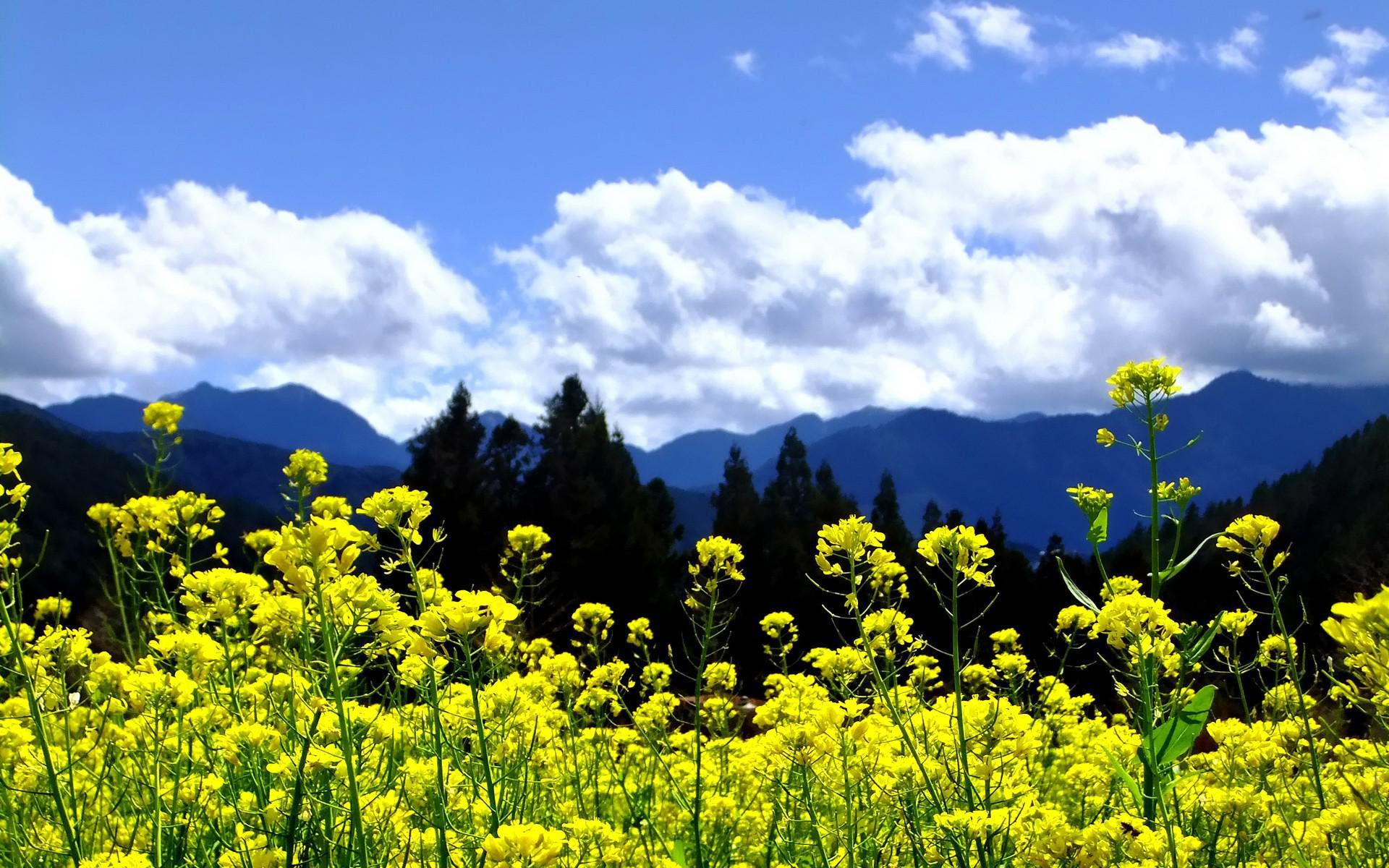 Gambar Pemandangan Alam Wallpaper