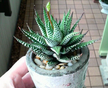 すべての美しい花の画像 最高の日陰 でも 育つ 多肉 植物