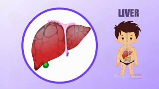 The human body is a wonderful creation of nature. Liver Human Body Parts In Tamil Animated Videos Youtube