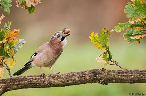 Jay (credit Phil Winter)