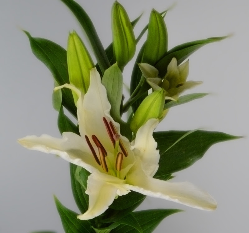 Maybe you would like to learn more about one of these? Fresh Cut Flowers Bulk Flower Market Lily Flower Bouquet Buy Lily Flower Bouquet Bulk Flower Market Fresh Cut Flowers Product On Alibaba Com