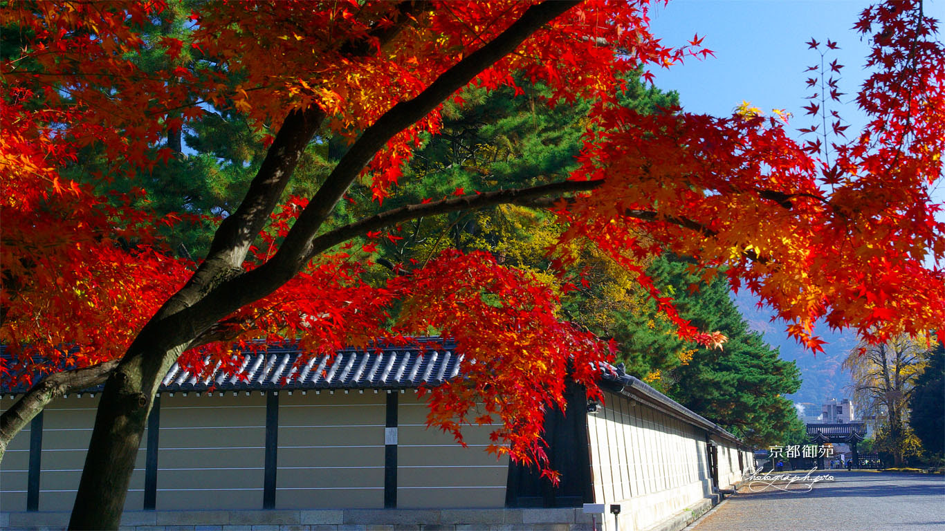 すべての美しい花の画像 元の紅葉 壁紙 高 画質