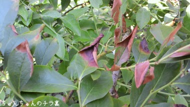 ブルーベリー 葉 先 が 枯れる Bruntti