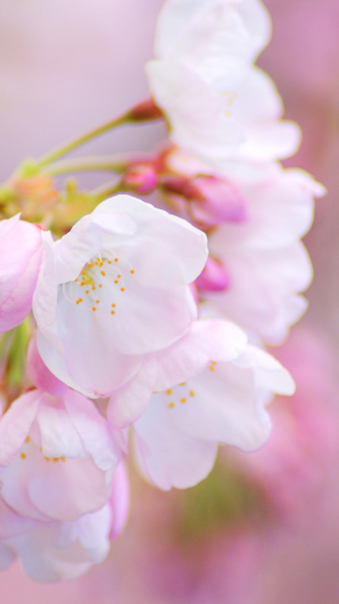 最高のおしゃれ スマホ 壁紙 桜 花の画像