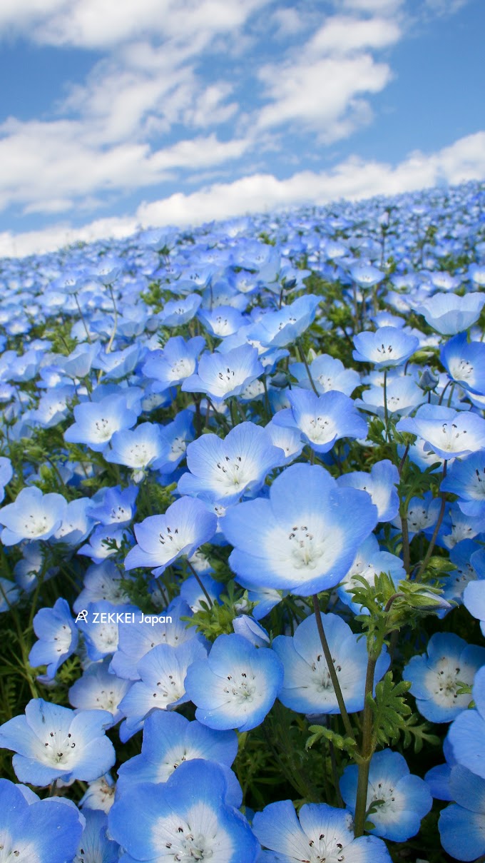 青 Android 壁紙 花 の最高のコレクション インスピレーションを与える名言