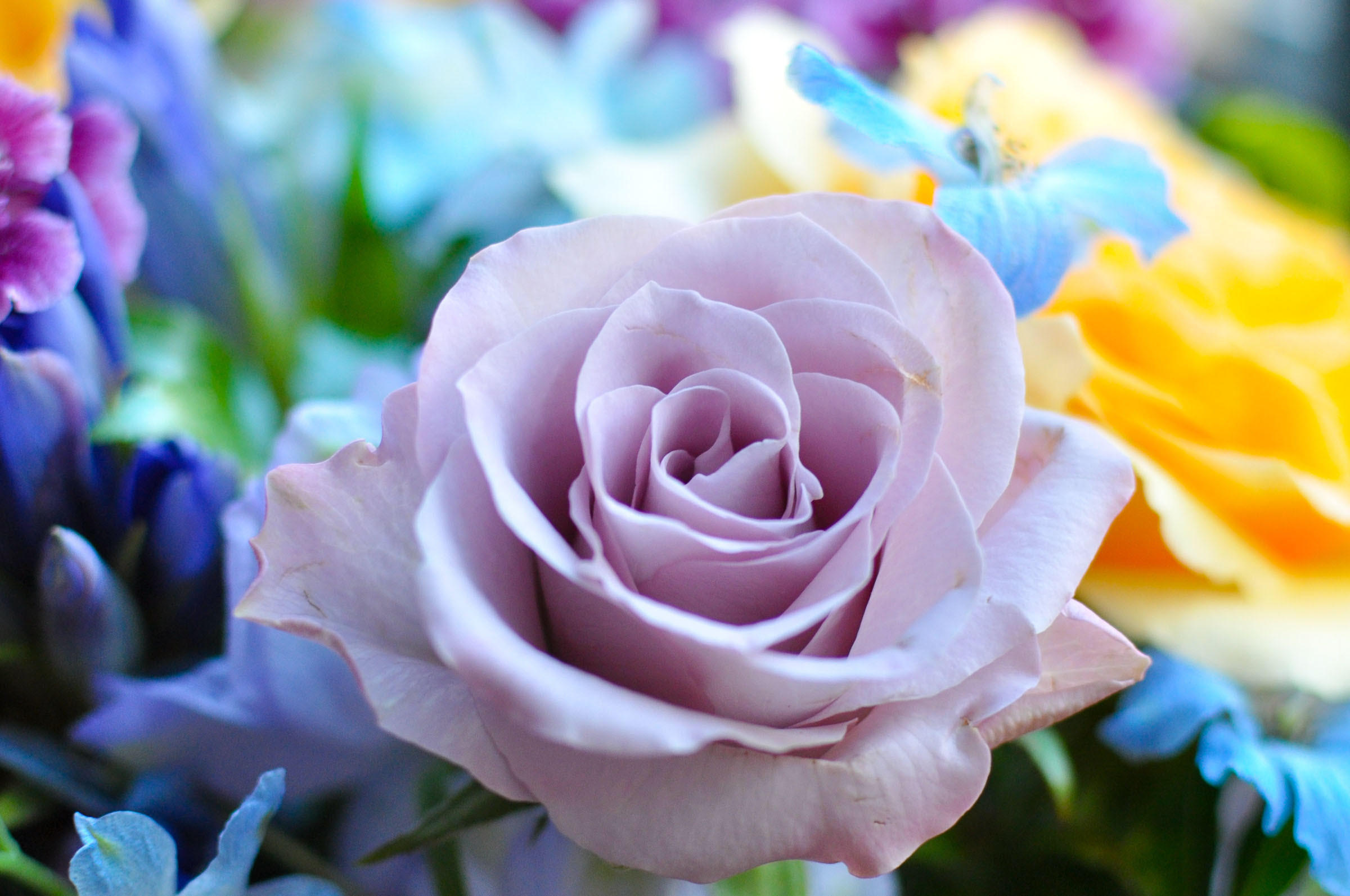 無料印刷可能薔薇 フリー 画像 無料イラスト集