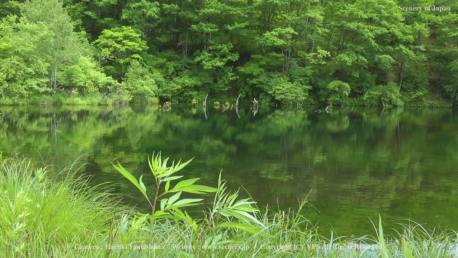 選択した画像 壁紙 初夏 2845 壁紙 初夏 京都