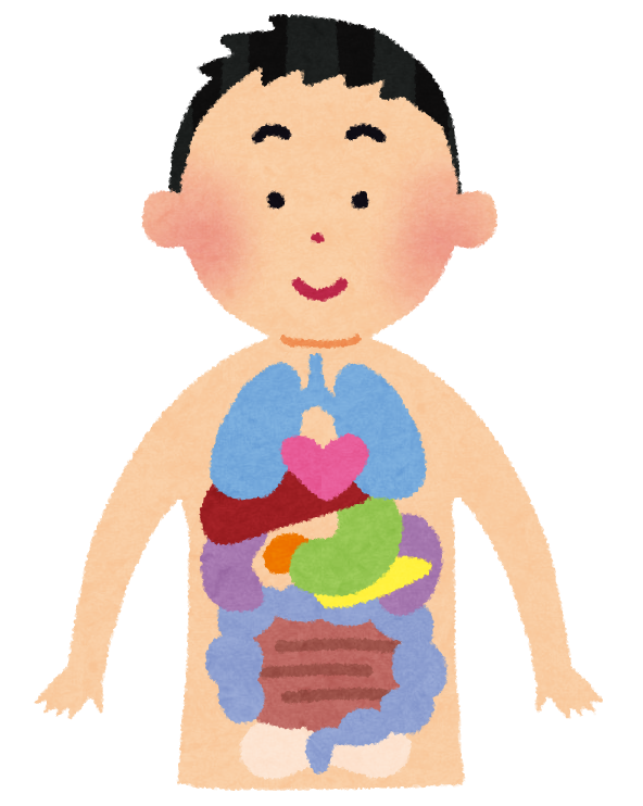 動物画像無料 トップ100 肝臓 イラストや