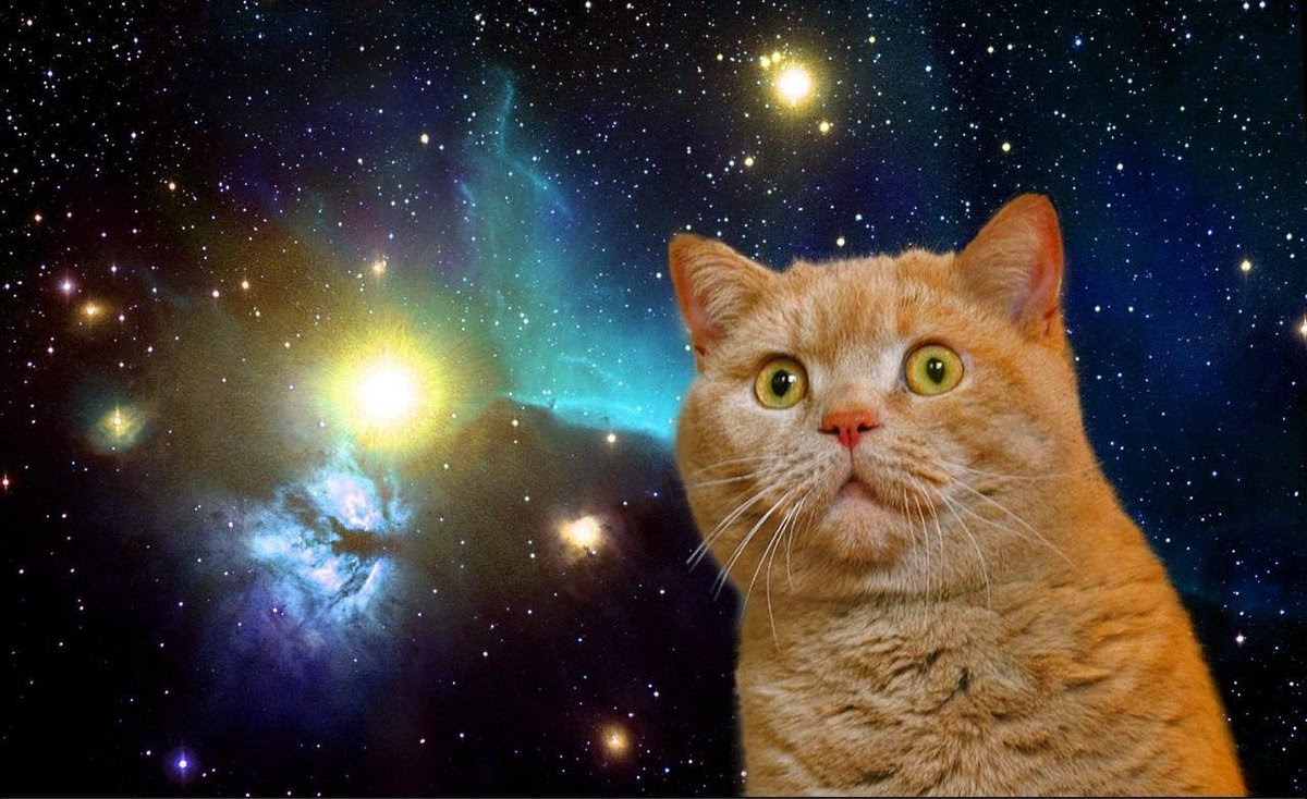 Hd限定壁紙 猫 宇宙 最高の花の画像