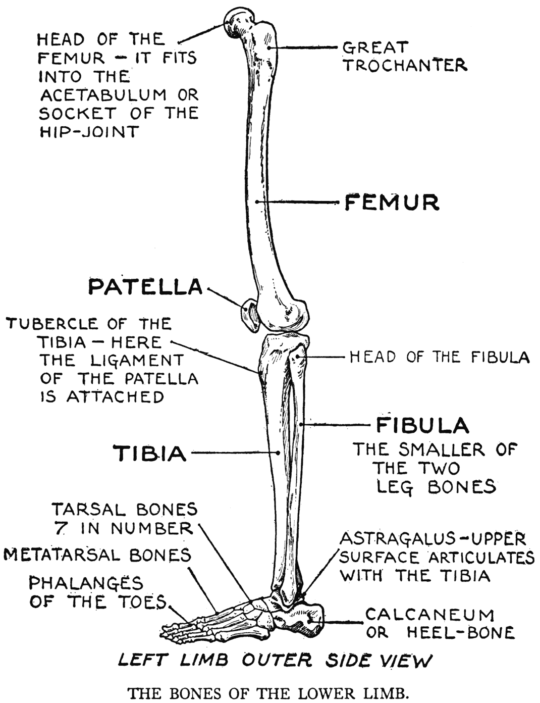 Some types of leg pain can be traced to problems in your lower spine. Practical Art Anatomy E G Lutz
