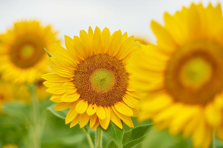 Menakjubkan 27+ Wallpaper Bunga Matahari Hdr - Gambar Bunga HD