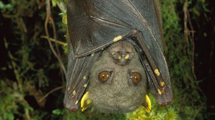 La chauve-souris nommée Hamamas 