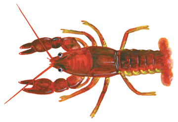 美しい花の画像 最高のザリガニ イラスト 簡単