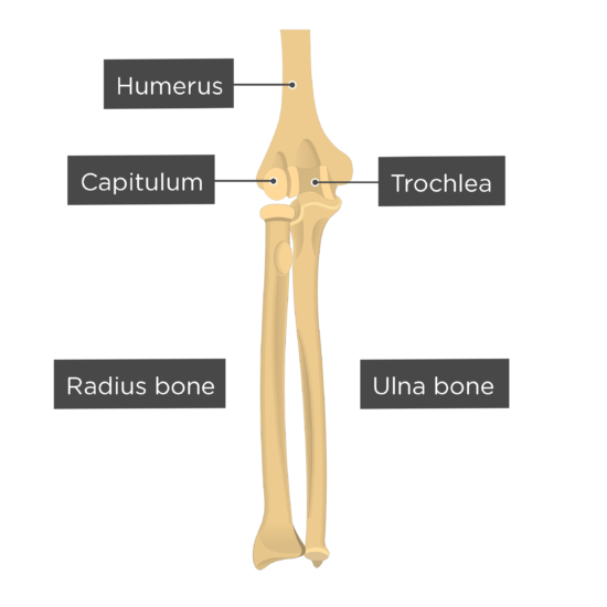 Labelled Radius Bone / The radius or radial bone is one of ...