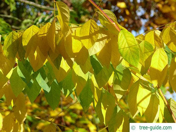 Spread the fertilizer in a ring around each coffee tree, but be very careful not to put any on its trunk, branches or leaves. Kentucky Coffee Tree Gymnocladus Dioicus