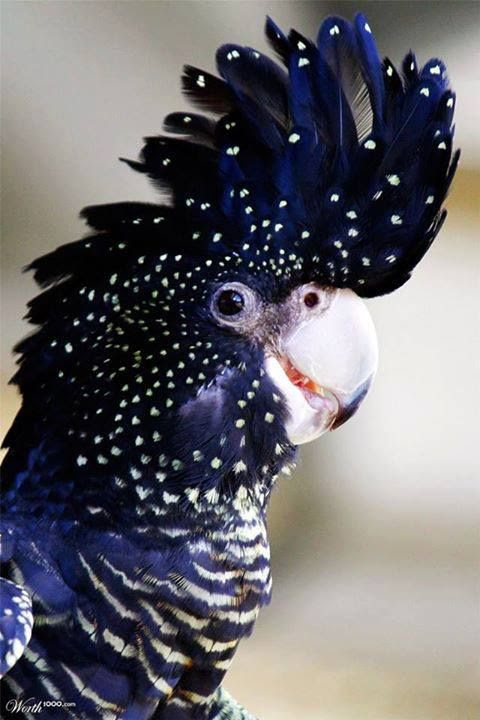 Red Tailed Black Cockatoo with spots, dots and stripes!