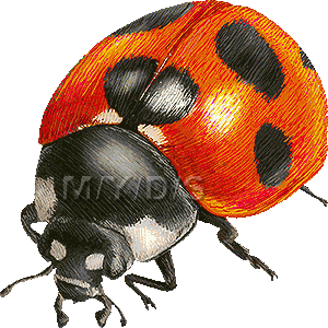 100 Epic Bestリアル てんとう 虫 飛ぶ イラスト 最高のカラーリングのアイデア