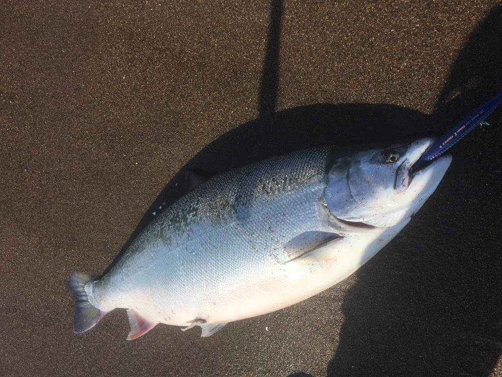 新鮮な海サクラマス ルアー すべての魚の画像
