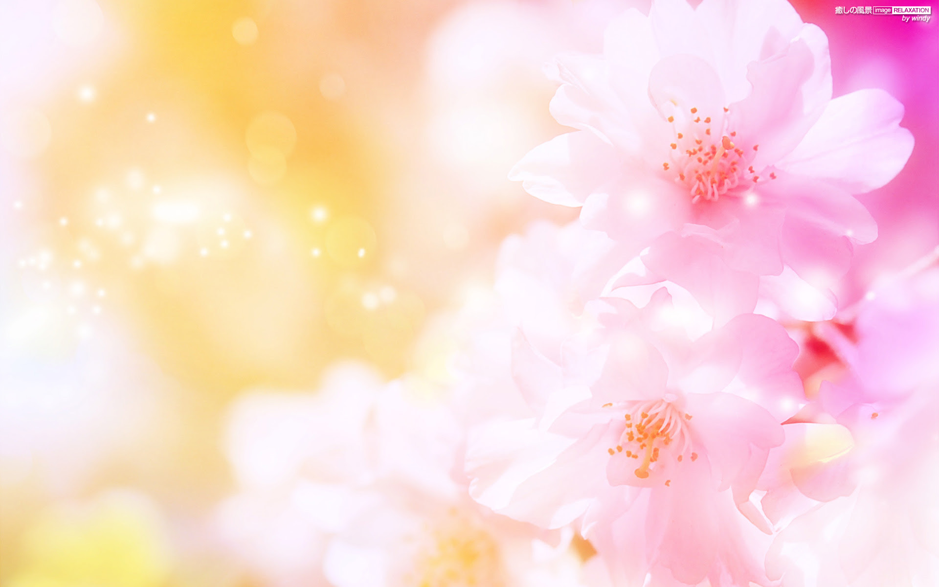 すべての花の画像 75 壁紙 花 癒し 画像