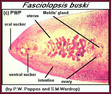 4 Fasciolepsis Buski