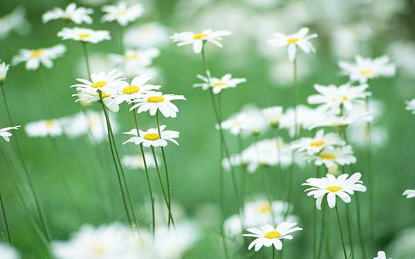 トップ100 おしゃれ 花畑 壁紙 花の画像