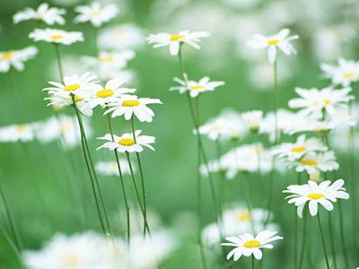 コレクション おしゃれ 花畑 壁紙 104126-花畑 壁紙 おしゃれ